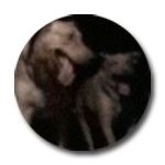 dogfetch